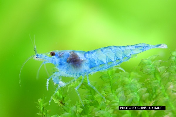 Blue Jelly Shrimp - Neocaridina davidi var. "Blue Jelly"