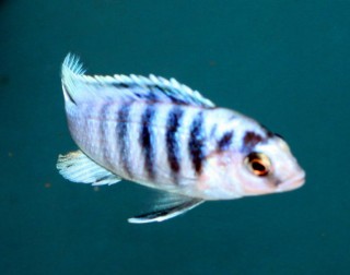 Labidochromis chisumulae Mbweca - 5-6cm