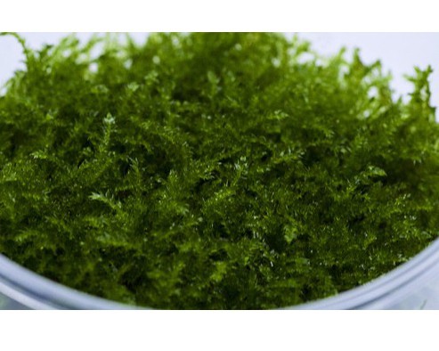 Christmas Moss - Vesicularia montagnei - XXL InVitro Cup