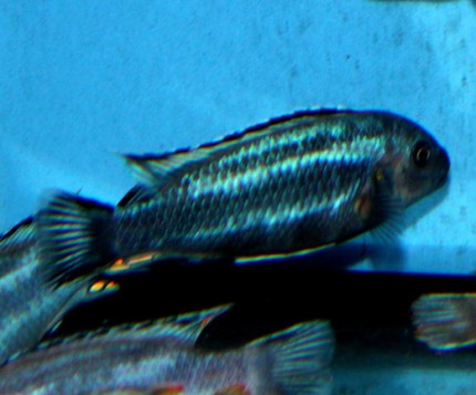 Melanochromis johanii red - 7-10cm - only males