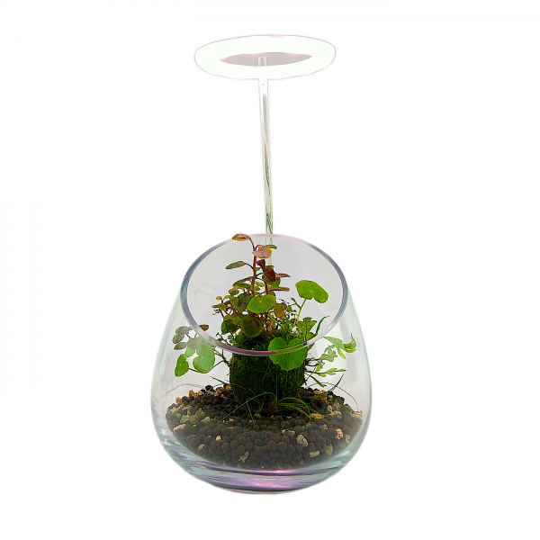 PlantMyTank - Wabi Kusa Set mit bepflanzem Moosball - "Trulla" mit Pflanzenlicht