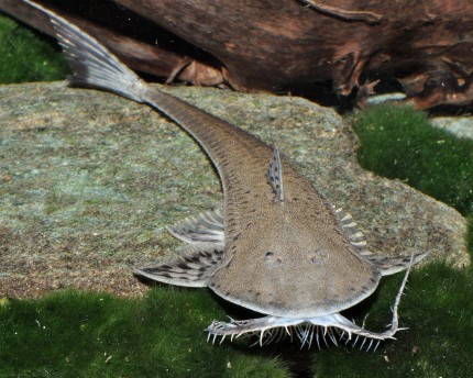 Rundkopf-Flunderharnischwels - Planiloricaria cryptodon 8cm