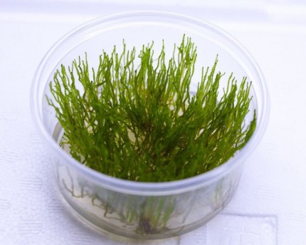 Flame Moss - Taxiphyllum sp - XXL InVitro Cup