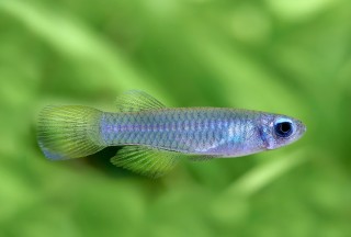 Normans Leuchtaugenfisch - Aplocheilychthys normanni