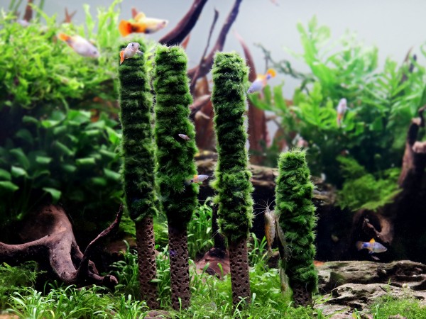 Moss column - Aegagropila linnaei - Aquarium Deco