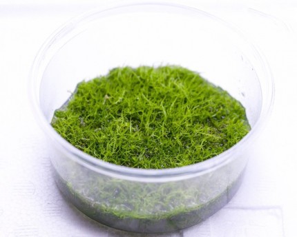 Grassy Water Hose - Utricularia graminifolia - XXL InVitro Cup