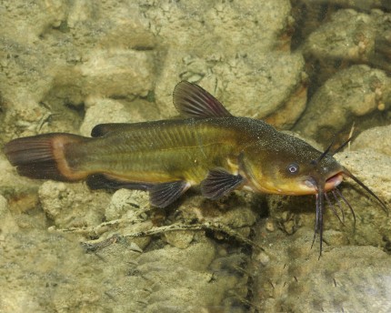 Dvärgkattfisk - Ameiurus nebulosus - 5-8cm