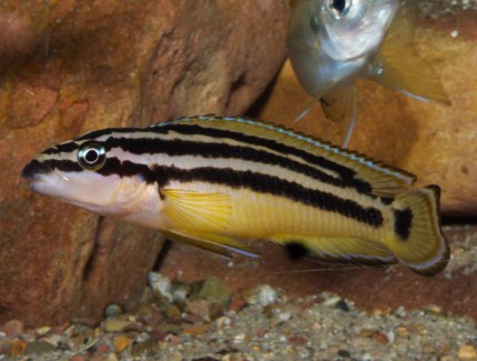 Julidochromis ornatus Mbita - 6-8cm