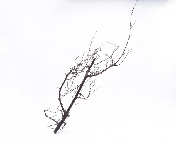 Aquascape Bonsaï branche 40-70cm