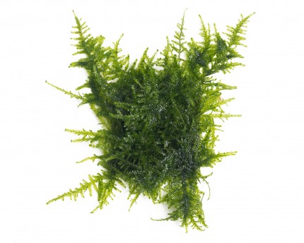 Natureholic Moss Pad - Vesicularia ferriei 'Weeping Moss' - 5 x 5cm