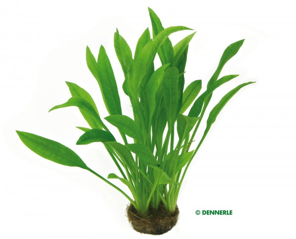 Narrow-leaved Amazon sword plant - Echinodorus Grisebachii Amazonicus - Dennerle Terracottari