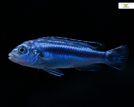 2 x Bleu acier Maingano Melanochromis cyaneorhabdos (johannii Maingano ) - couple