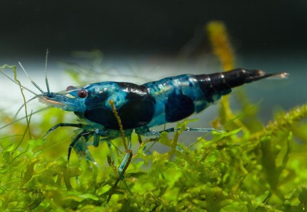 Bärande blå/svart Rili Sakura Shrimp - Neocaridina davidi
