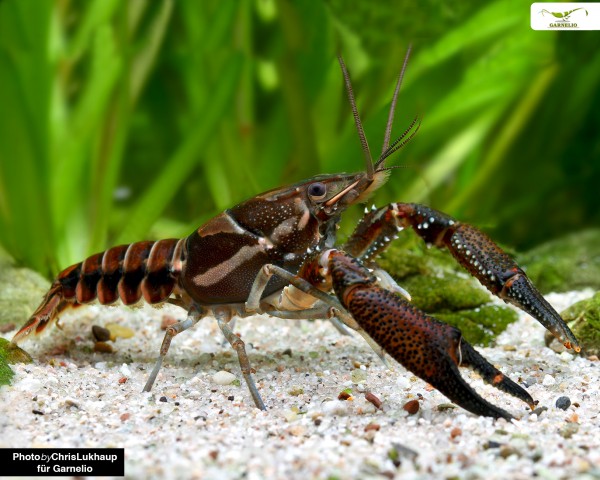Procambarus versutus black