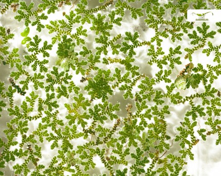 Garnelio - Fougère algue - Azolla filiculoides - Portion