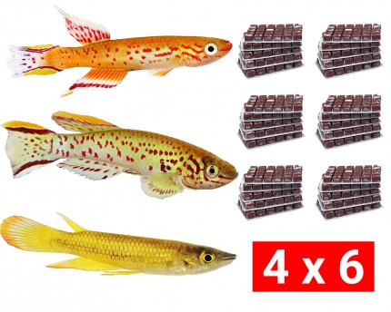 Frozen food bundle for egg-laying toothcarps - 24 pcs.