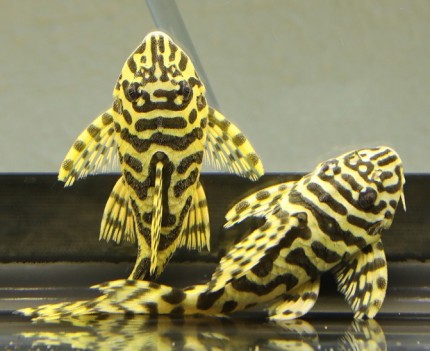 L134 Golden tiger catfish DNZ - Peckoltia compta