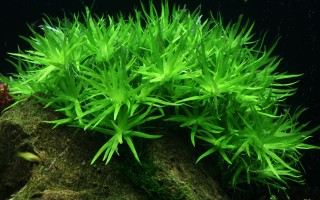 1-2-GROW! Trugkölbchen / Heteranthera zosterifolia