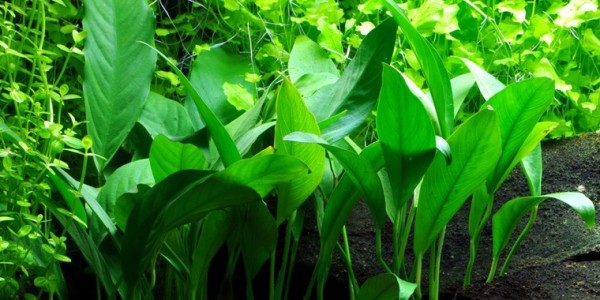 Spectrophore à feuilles étroites - Anubias barteri var. angustifolia - Pot Tropica