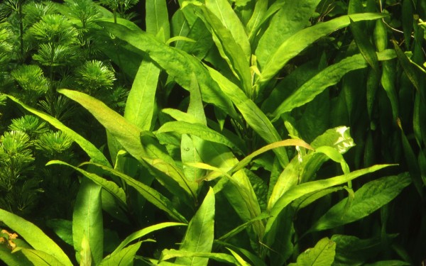 Thailändischer Wasserfreund - Hygrophila corymbosa "Siamensis" - Tropica XXL Topf