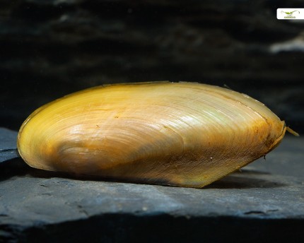 Tropische Süßwassermuschel, Pilsbryconcha exilis