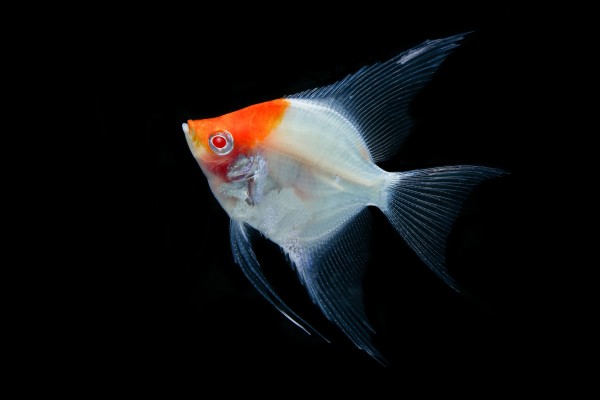 Angelfish red ghost - Pterophyllum scalare