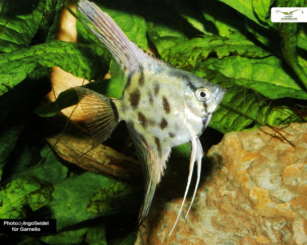 2x Angelfish "Leopard" - Pterophyllum scalare - DNZ