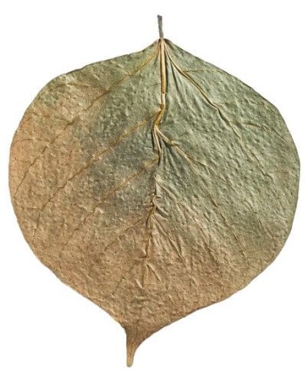 mySCAPE Dadap Leaves - 10 Stück