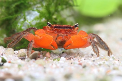 Crabe rouge des Incas - Fasciarma fasciatum