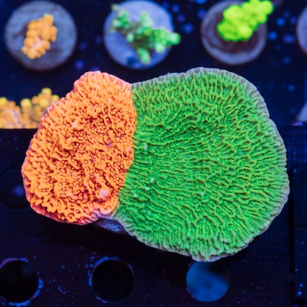 Montipora plate - red & green double
