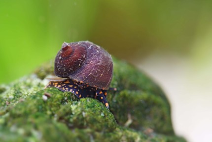 Baby Blue Berry Snail - Notopala sp.