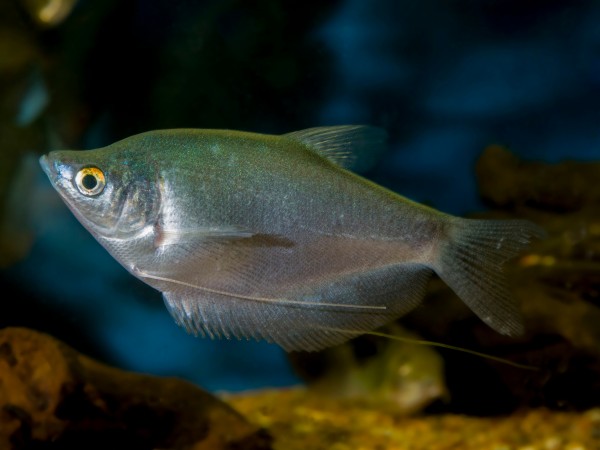 2x poisson-lune - Trichogaster microlepis - couple