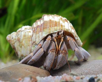 Crabe bernard-l'ermite, Coenobita rugosus