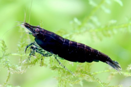 Black Sakura shrimp - Neocaridina davidi