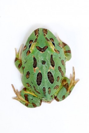 Cranwelli jewel horn frog 