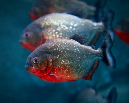 Roter Piranha - Serrasalmus nattereri