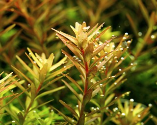 Rotala rotundifolia - Tropica Topf