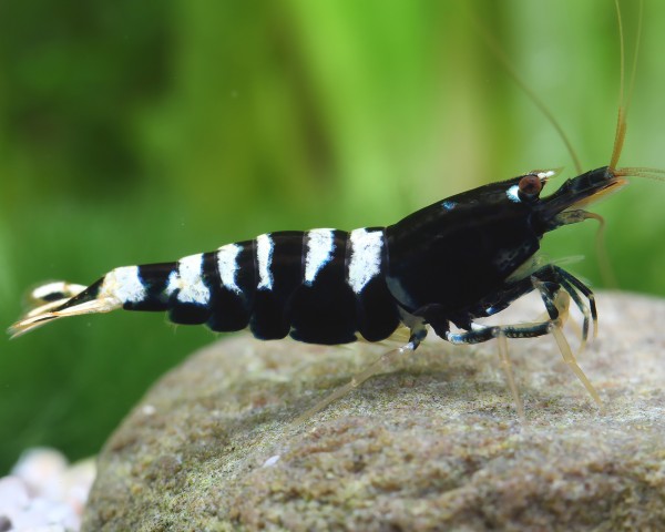 Schwarze Zebra Pinto - Caridina sp.