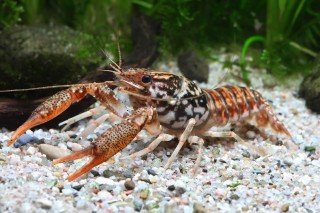 Waccamaw Crayfish - Procambarus braswelli