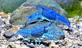 Blauer Floridakrebs - Procambarus alleni - 1-2 cm - DNZ
