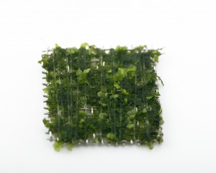Natureholic moss pad - Buce moss - 2 x 2cm