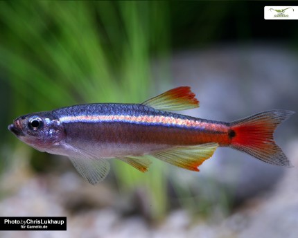 Cardinal fish - Tanichthys albonubes