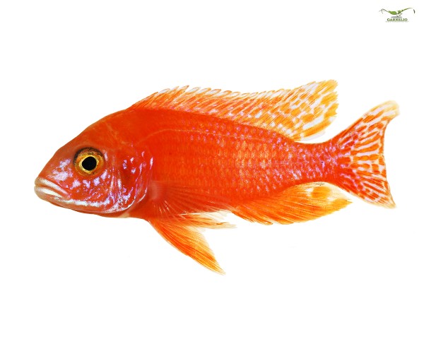 3x Kaiserbuntbarsch rot - Aulonocara fire fish - TRIO (1m/2w) DNZ