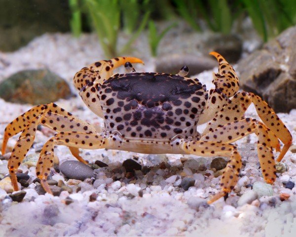 Crabe panthère - Parathelphusa pantherina
