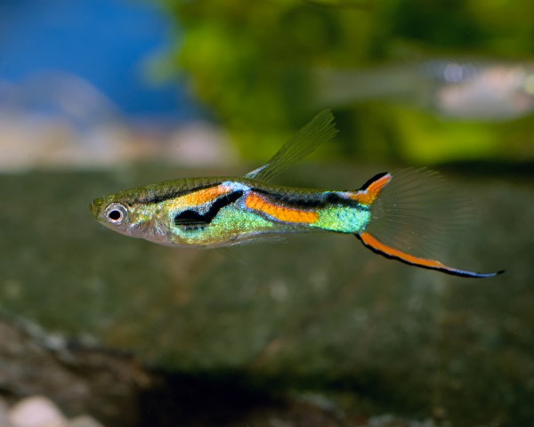 Endler guppy male natural form - Poecilia wingei