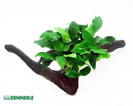 Dwarf spear leaf on root - Anubias nana on root - Dennerle