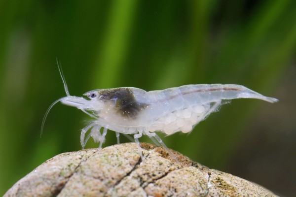 200x White Pearl Shrimp - Skyfish Shrimp - Co-imported
