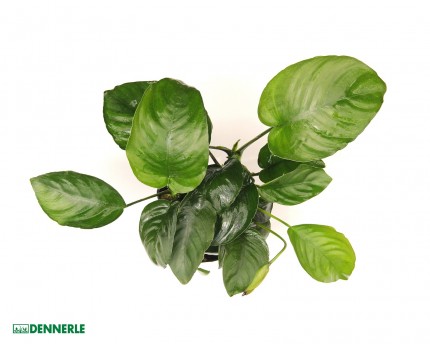 Anubias à larges feuilles - Anubias Barteri - Dennerle XXL Pot 9 x 9cm