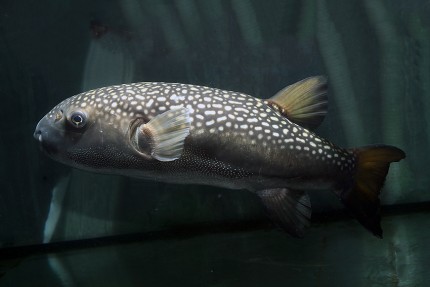 Large puffer fish - Chelonodontops bengalensis