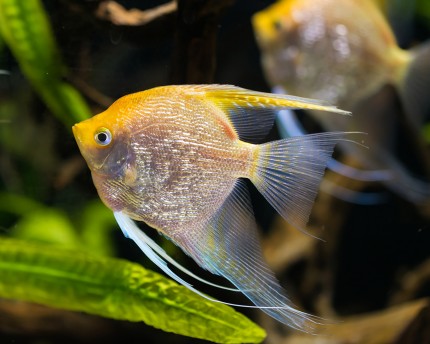 Angelfish gold XL - Pterophyllum scalare